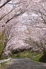 桜坂の様子（写真は、以前撮影したものです）