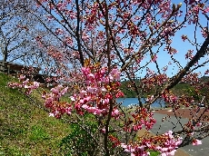陽光桜