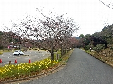 菜の花は見ごろですけど