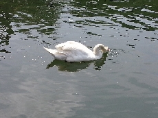 白鳥だよ（かみつくよ）