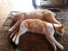 伊佐ノ浦の看板猫のイサミとイサオだよ。　暑さでぐったり（笑）