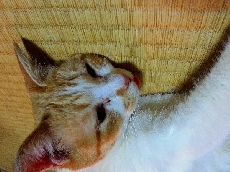 ぐったり・・・