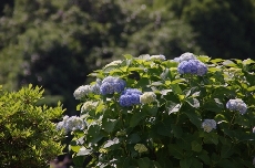 みかんドームのアジサイ