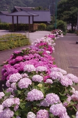 駐車場横のあじさい