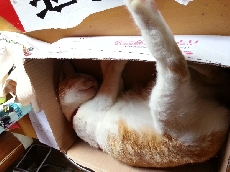 おまけ（今日のイサミちゃん）