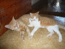 おまけ（今日のイサミとイサオ）最近接客の仕事しません（＞＜）