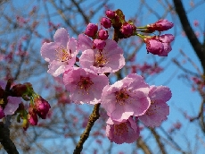 陽光桜