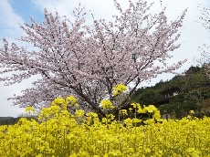 菜の花とのコラボレーション