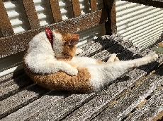 毛繕いして待ってるにゃ