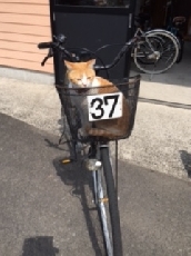 自転車レンタルできます。byいさみ
