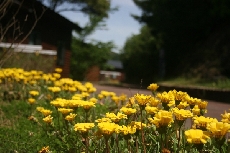 ガザニアが咲くコテージ通り！！