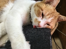 暑くなってきたにゃー