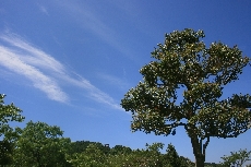 青い空と白い雲　緑が映えてきれいです！