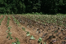 芋さしを終えたばかりの畑です。収穫が待ち遠しい！10月から11月にかけて芋掘り体験やってます！！
