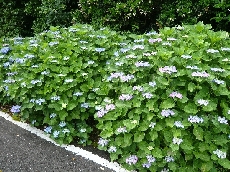 8分咲きといったところでしょうか・・・