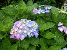 半分ピンク半分青で綺麗です。