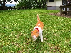 いさみ、雨上がりのおさんぽ♪