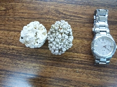 石灰質砂岩の中に含まれる藻の化石（白い表面は石灰）