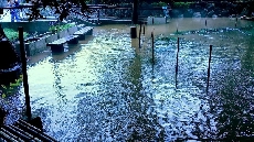 ポールで囲っている右側が池