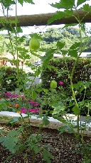 これからもう少しコロンとしたフォルムに！