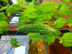 裏庭のゴーヤもすくすくと成長中。