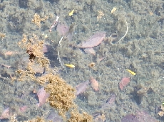 3匹の金色赤ちゃん