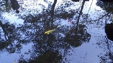 優雅に泳ぐ金色の鯉