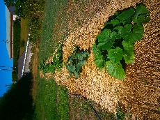 もう随分と大きくなりました！