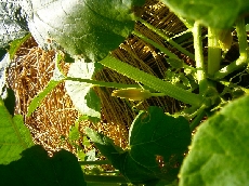 たくさん実りますよーに！！！