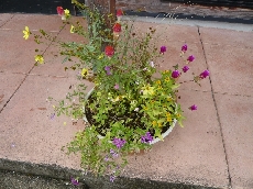 草花も元気になりました♪