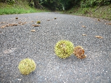 くりが落ちていたり・・・