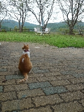 いさみも景色を眺めながら皆様のお越しを待ってるにゃ♪♪