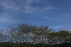 とっても気持ちいい秋晴れの青い空