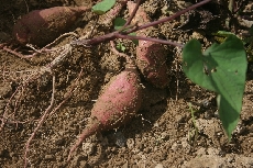 今のお芋さんの状態・・・　　　収穫が待ち遠しいです。
