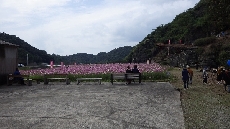 きれいなピンクに染まりました