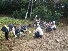 みんなで楽しく芋掘り体験