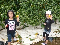 美味しいみかんが採れました！