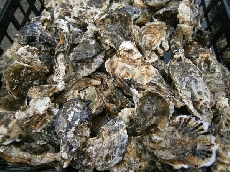 今日到着したての大村湾産牡蠣！