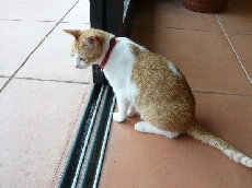 今年は雨ばっかりだったにゃぁ