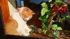 クリスマスリースといさみと・・・