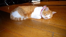 ちょっと起きるいさみ