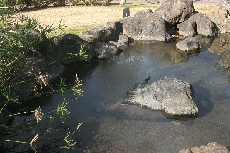 公園の池