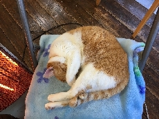 ネ～コはこたつでまるくなる～♪