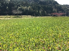 今日の菜の花！