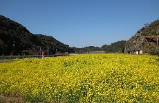 満開ではこうなる予定です!（前年度）