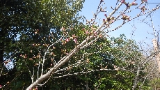 公園内のソメイヨシノ。蕾はすこーしふくらみ・・・