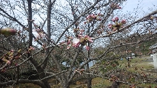 場所によっては開花し始めてます