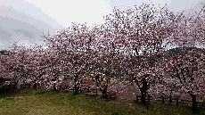 お空は曇ってますが、伊佐ノ浦の谷はピンク色に染まってきましたよ♪