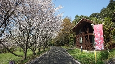 桜並木が５キロ続きます！バンガローからのお花見もいいね♪