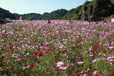 コスモス畑で宝さがし